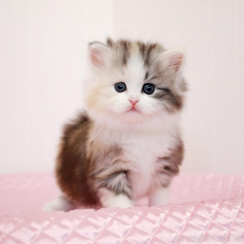 販売中の福岡県のミヌエット-139772の5枚目