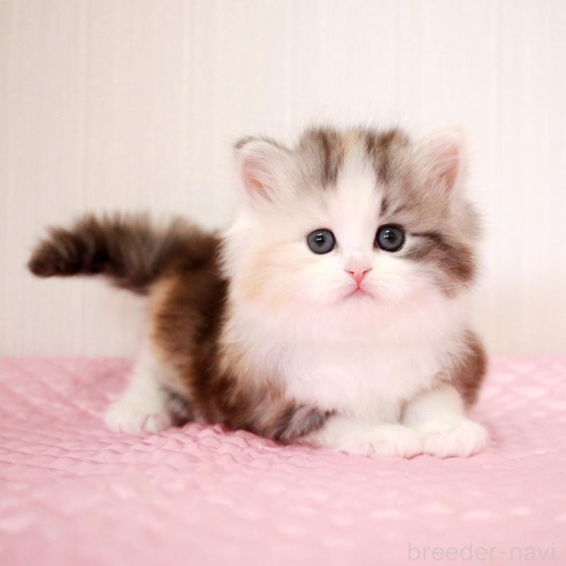 販売中の福岡県のミヌエット-139772の6枚目