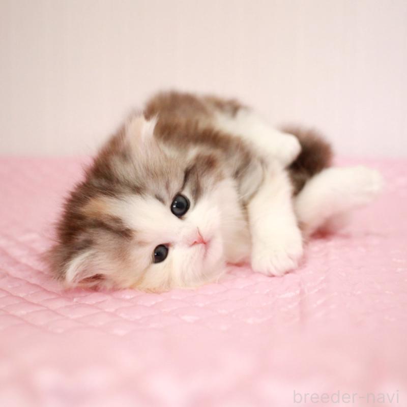 販売中の福岡県のミヌエット-139772の4枚目