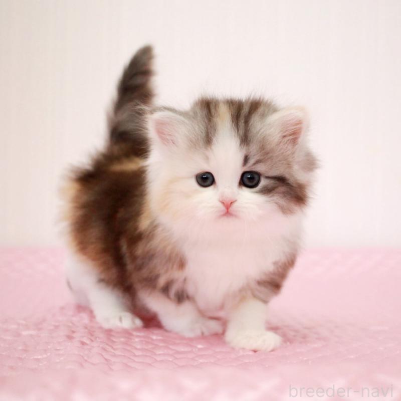 販売中の福岡県のミヌエット-139772の3枚目