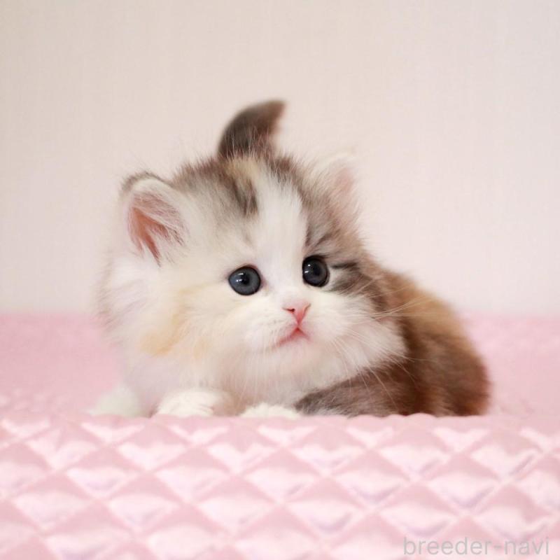 販売中の福岡県のミヌエット-139772の2枚目