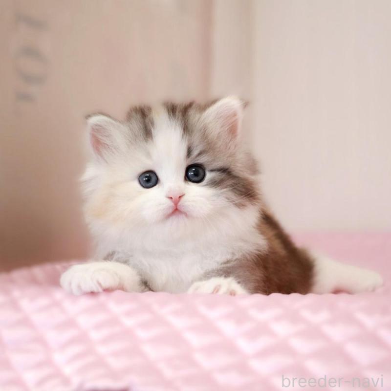 販売中の福岡県のミヌエット-139772の1枚目