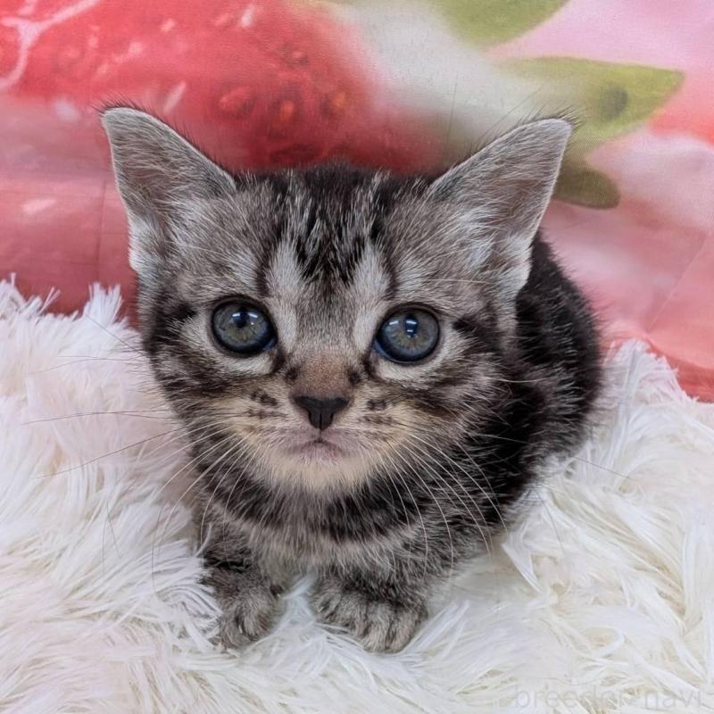 販売中の大阪府のアメリカンショートヘア-139771の1枚目