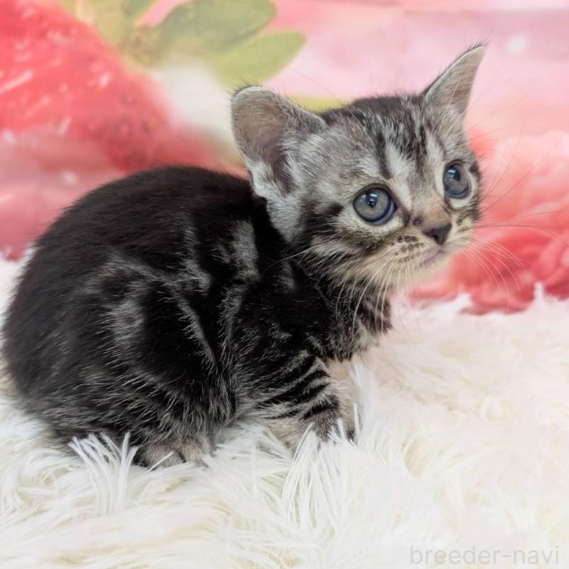 販売中の大阪府のアメリカンショートヘア-139771の4枚目