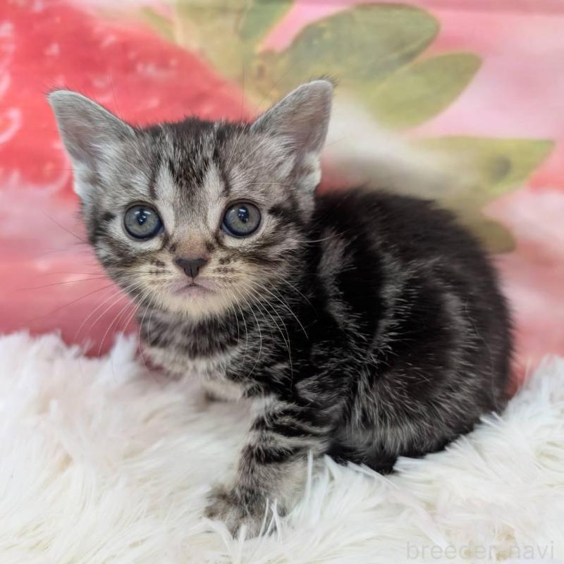 販売中の大阪府のアメリカンショートヘア-139771の3枚目