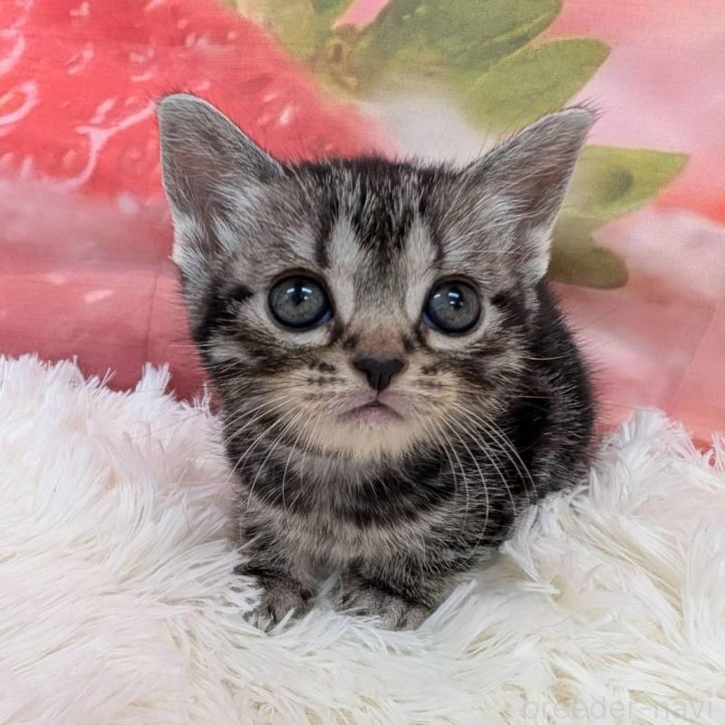 販売中の大阪府のアメリカンショートヘア-139771の2枚目