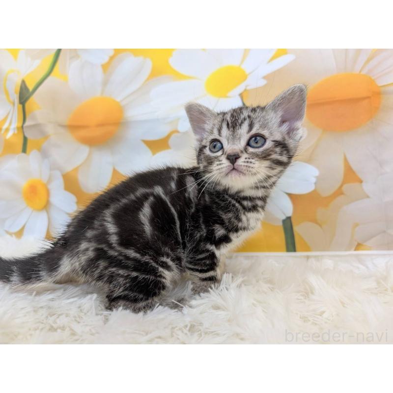 販売中の大阪府のアメリカンショートヘア-139774の4枚目