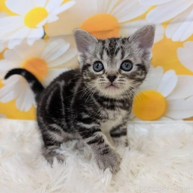 販売中の大阪府のアメリカンショートヘア-139774の3枚目