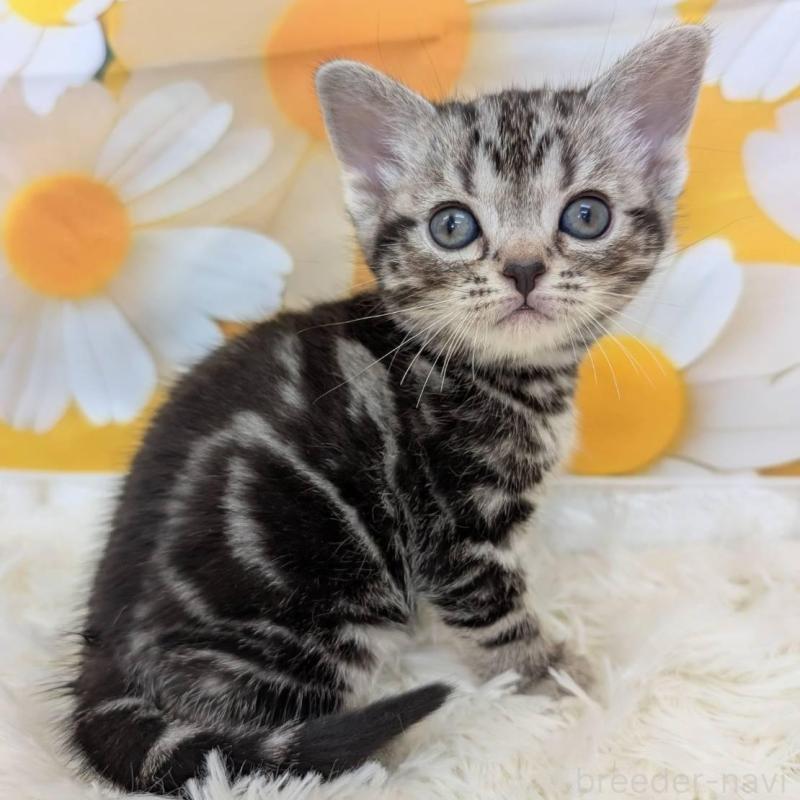 販売中の大阪府のアメリカンショートヘア-139774