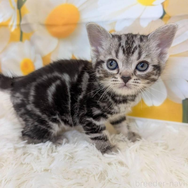 販売中の大阪府のアメリカンショートヘア-139774の2枚目