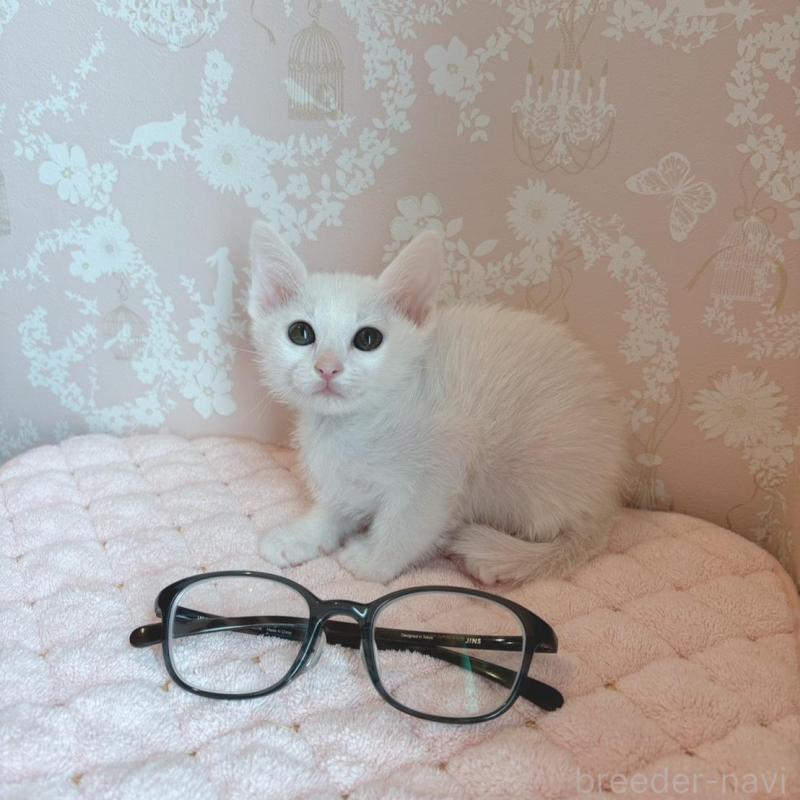 販売中の石川県のカオマニー-139776の3枚目