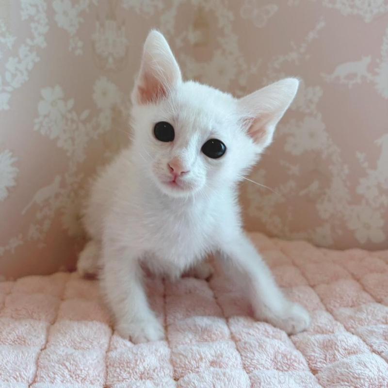 販売中の石川県のカオマニー-139776の2枚目