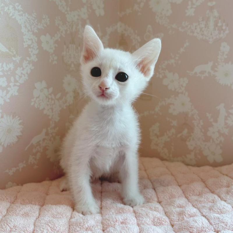 販売中の石川県のカオマニー-139776の1枚目