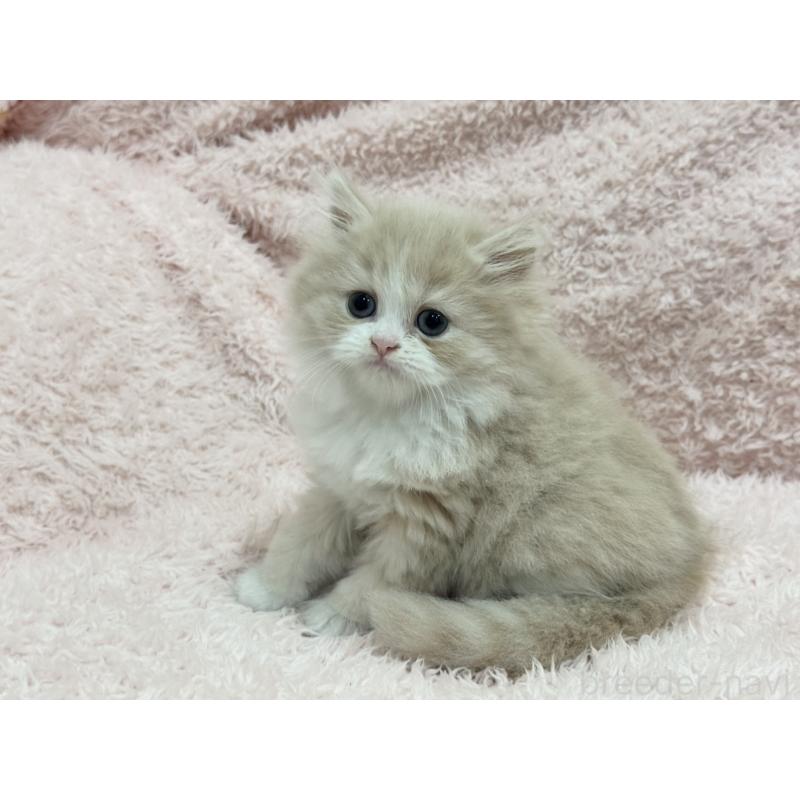 販売中の三重県のスコティッシュフォールド-139777の9枚目