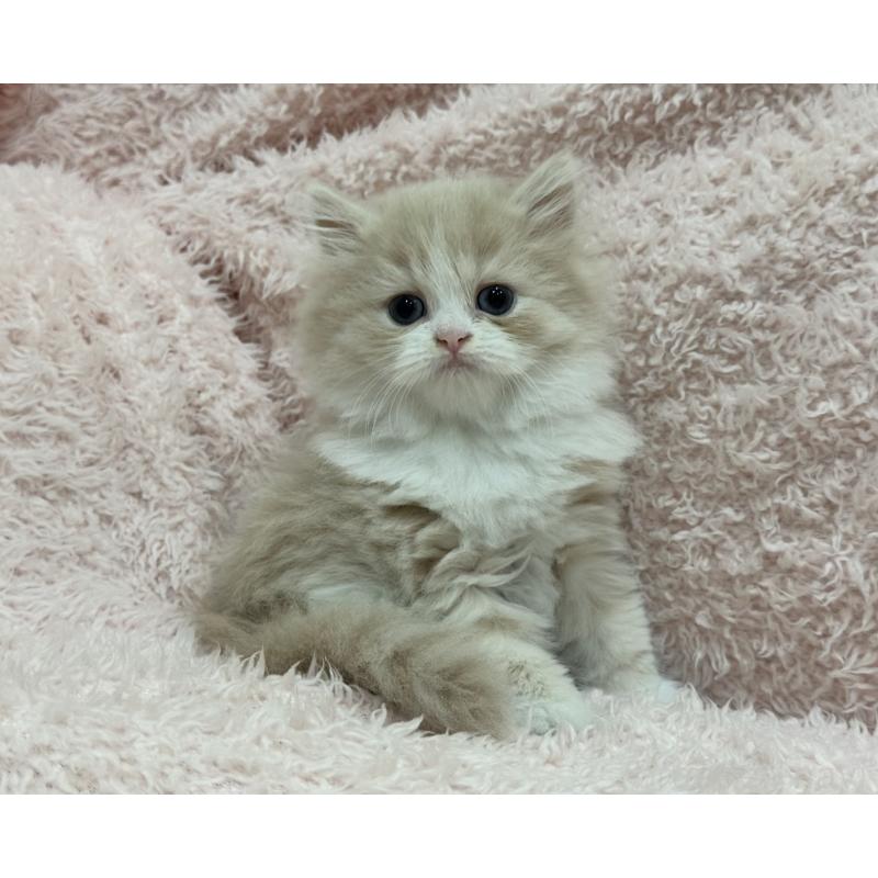 販売中の三重県のスコティッシュフォールド-139777の8枚目