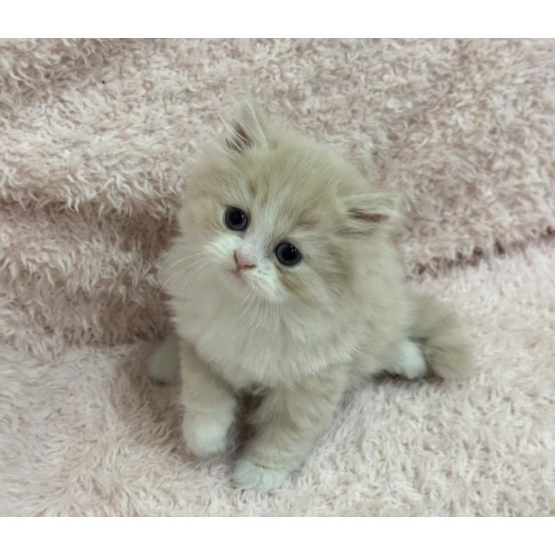 販売中の三重県のスコティッシュフォールド-139777の6枚目