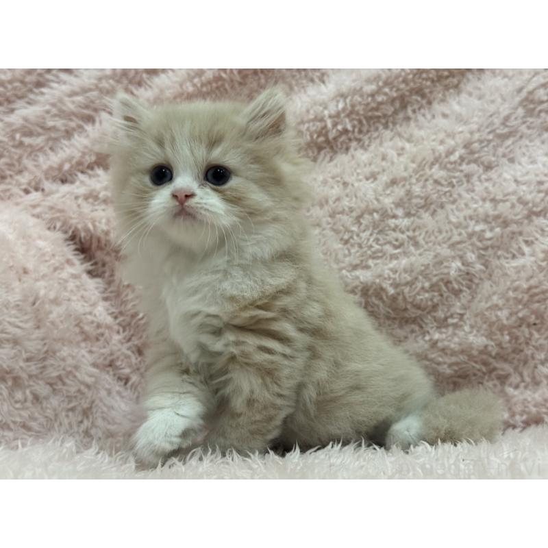 販売中の三重県のスコティッシュフォールド-139777の5枚目