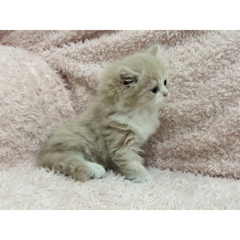 販売中の三重県のスコティッシュフォールド-139777の3枚目