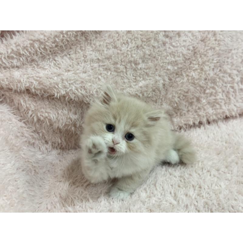 販売中の三重県のスコティッシュフォールド-139777の2枚目