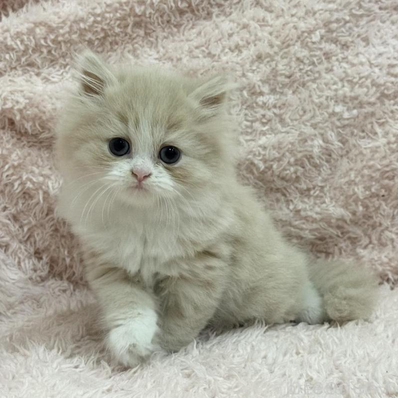 販売中の三重県のスコティッシュフォールド-139777の1枚目