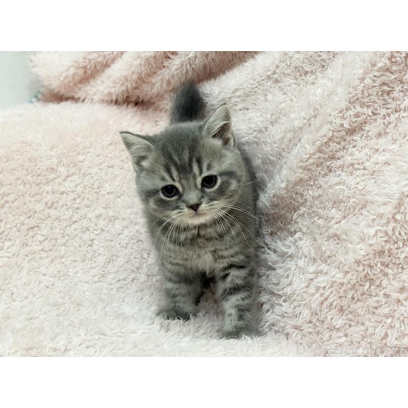 販売中の三重県のスコティッシュフォールド-139778の6枚目