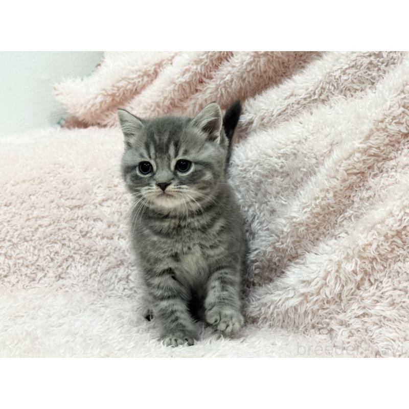 販売中の三重県のスコティッシュフォールド-139778の5枚目