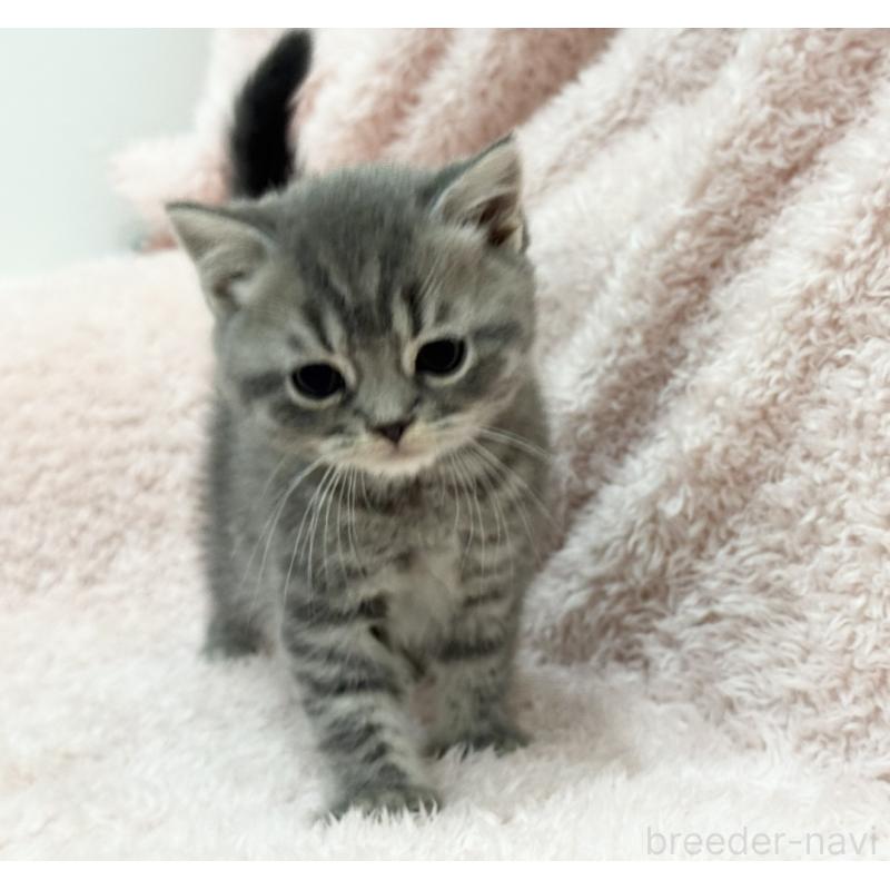 販売中の三重県のスコティッシュフォールド-139778の4枚目