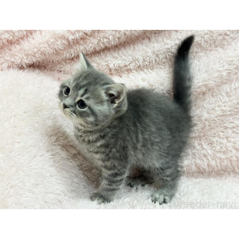 販売中の三重県のスコティッシュフォールド-139778の3枚目