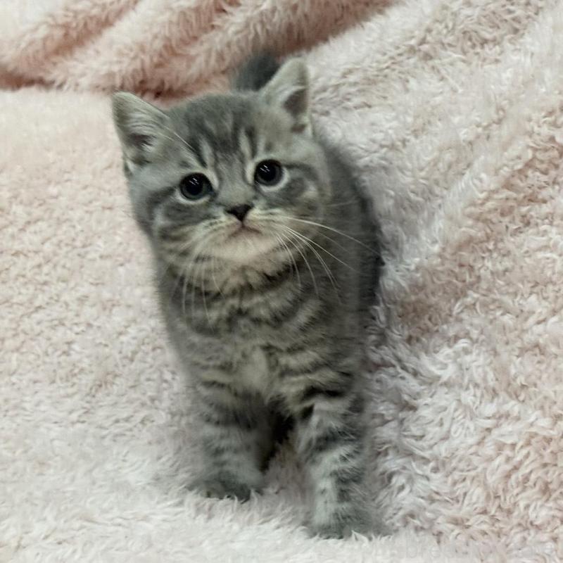 販売中の三重県のスコティッシュフォールド-139778の1枚目