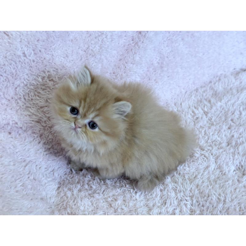 販売中の三重県のスコティッシュフォールド-139779の8枚目