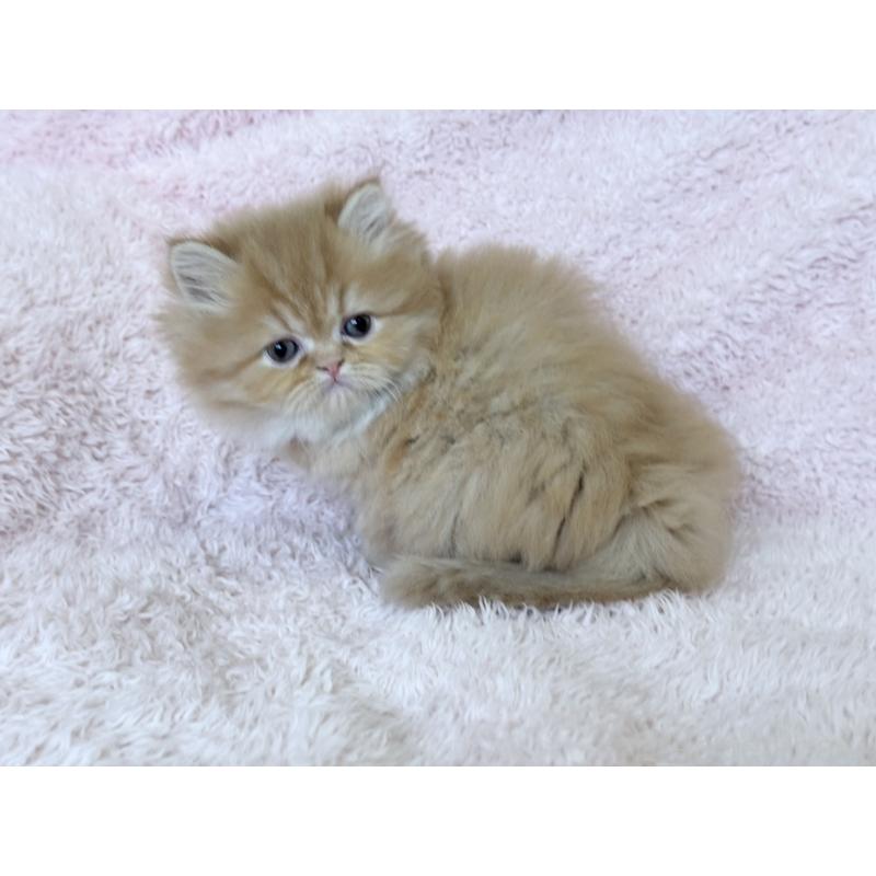 販売中の三重県のスコティッシュフォールド-139779の7枚目