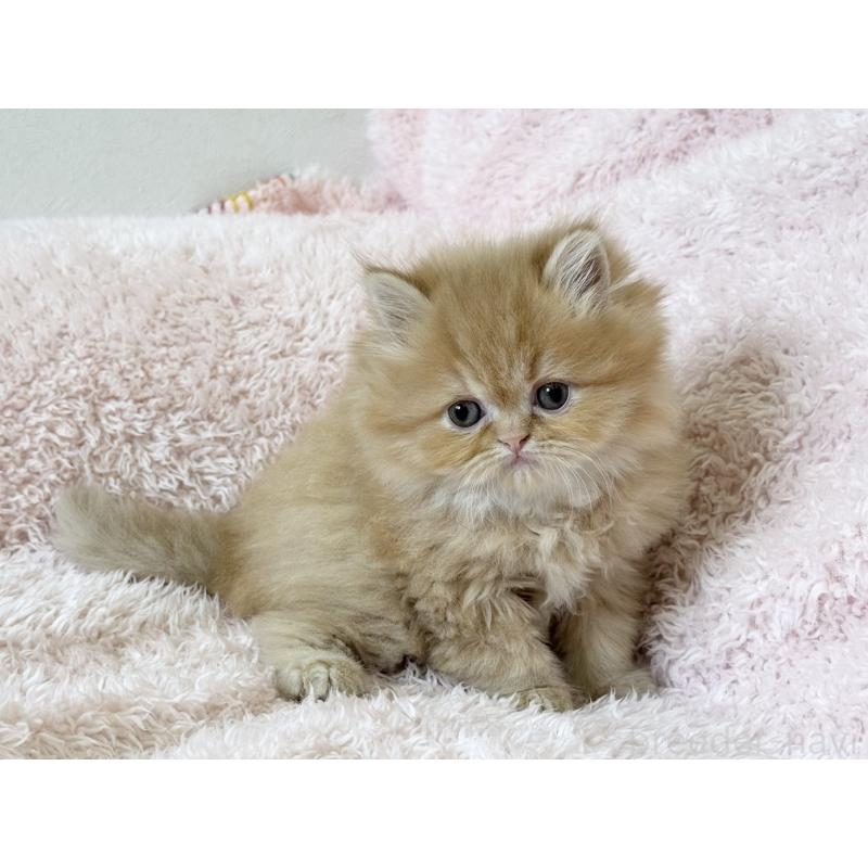 販売中の三重県のスコティッシュフォールド-139779の6枚目