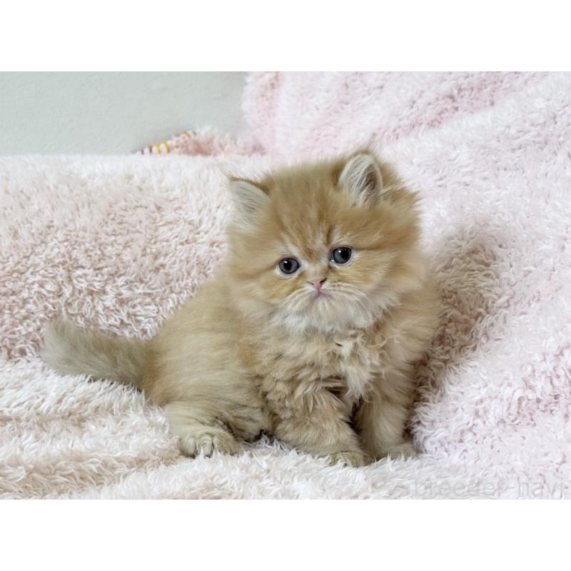 販売中の三重県のスコティッシュフォールド-139779の5枚目