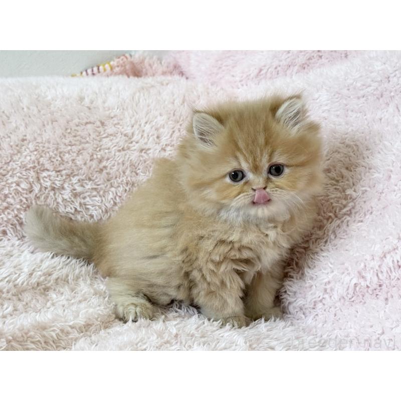 販売中の三重県のスコティッシュフォールド-139779の4枚目