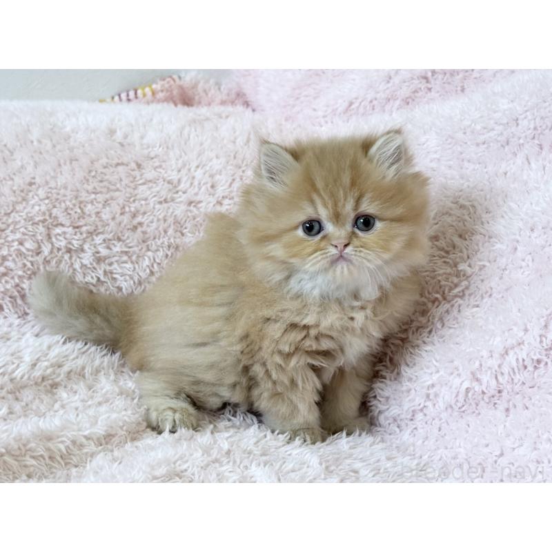 販売中の三重県のスコティッシュフォールド-139779の3枚目