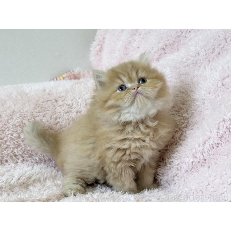 販売中の三重県のスコティッシュフォールド-139779の2枚目