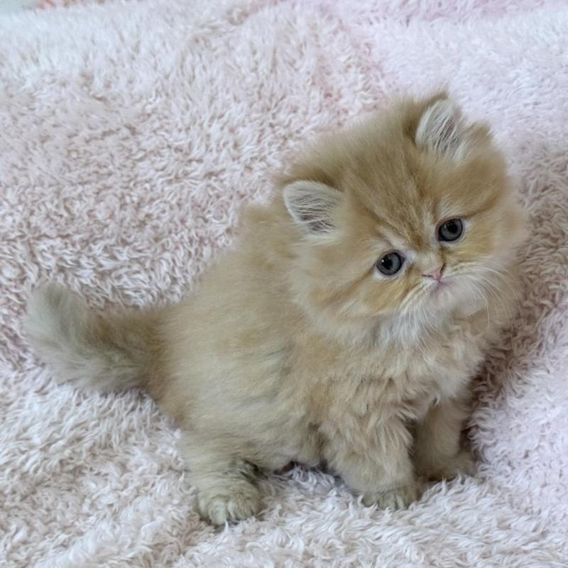 販売中の三重県のスコティッシュフォールド-139779