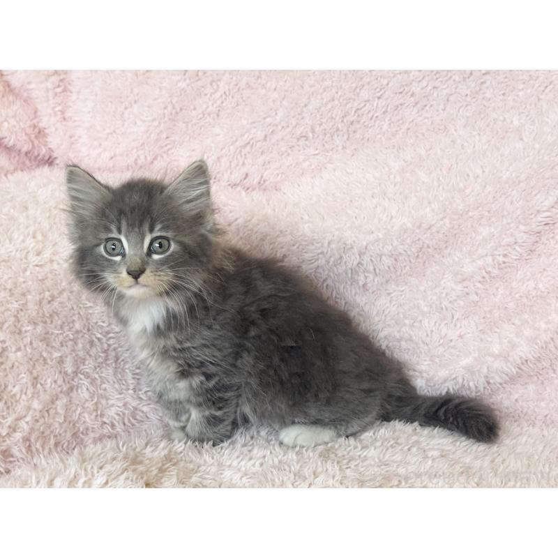 販売中の三重県のサイベリアン-139780の5枚目