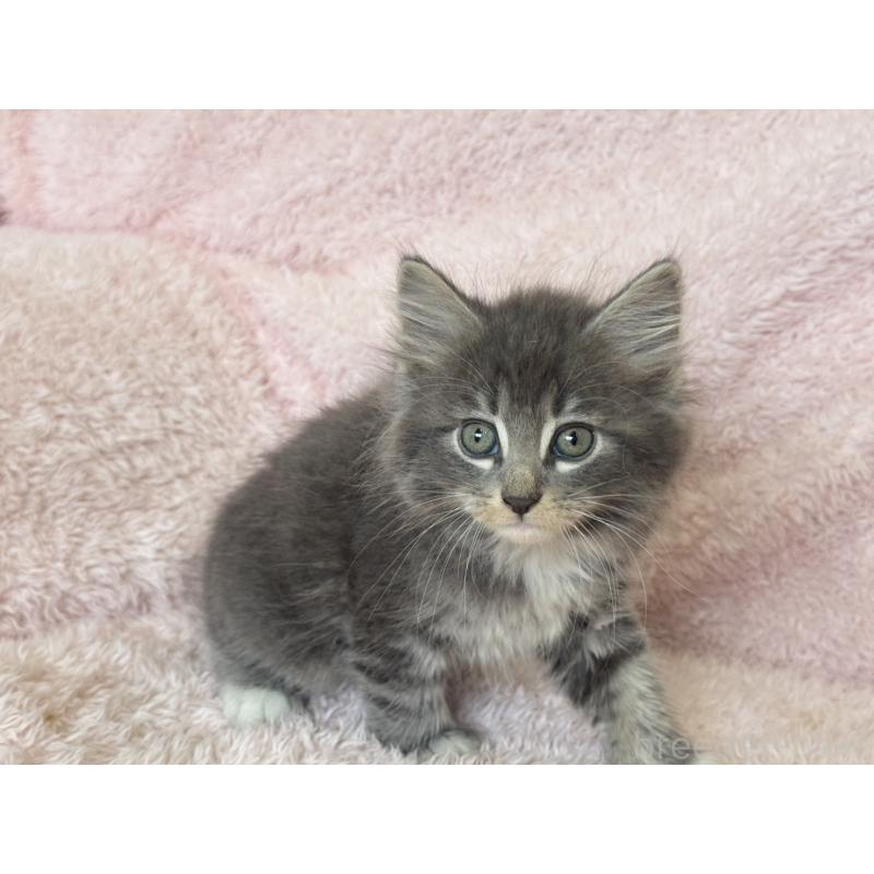 販売中の三重県のサイベリアン-139780の3枚目