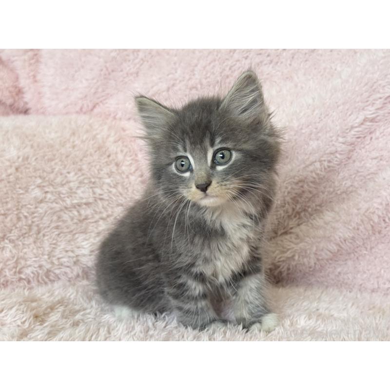 販売中の三重県のサイベリアン-139780の4枚目