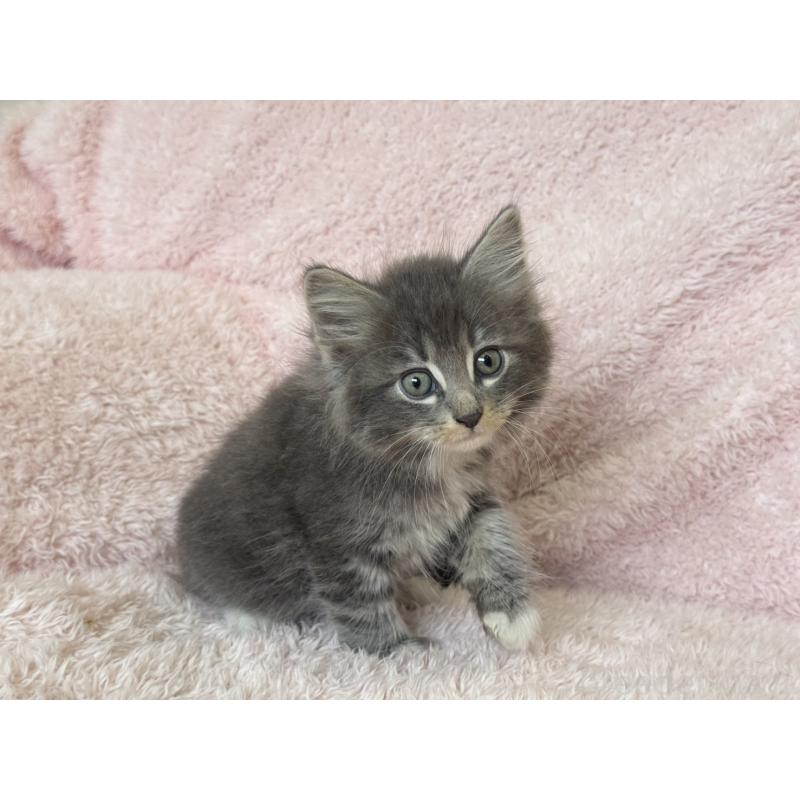 販売中の三重県のサイベリアン-139780の2枚目