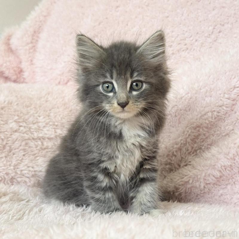 販売中の三重県のサイベリアン-139780