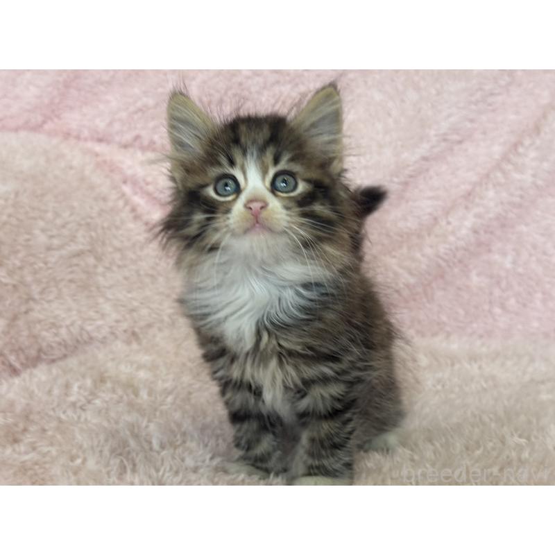 販売中の三重県のサイベリアン-139781の4枚目