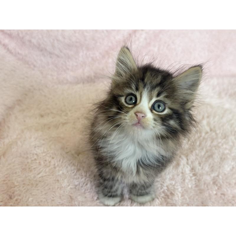 販売中の三重県のサイベリアン-139781の3枚目