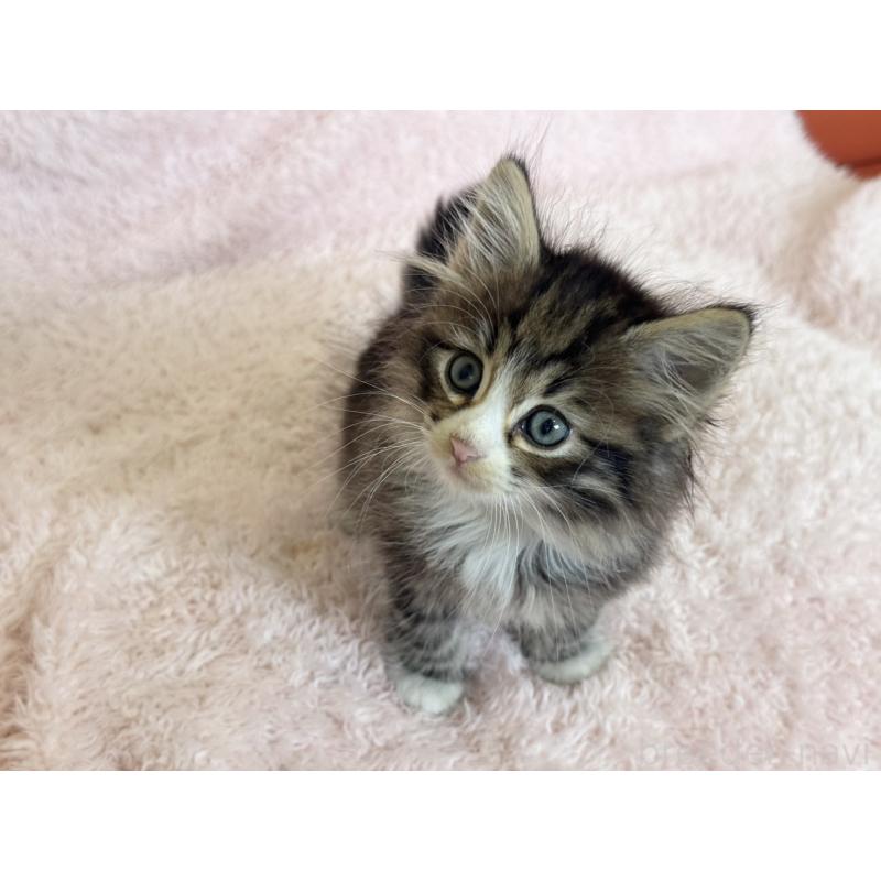 販売中の三重県のサイベリアン-139781の2枚目