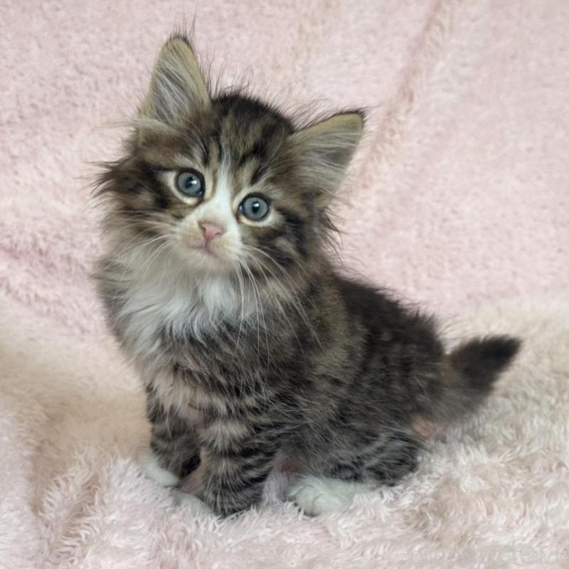 販売中の三重県のサイベリアン-139781