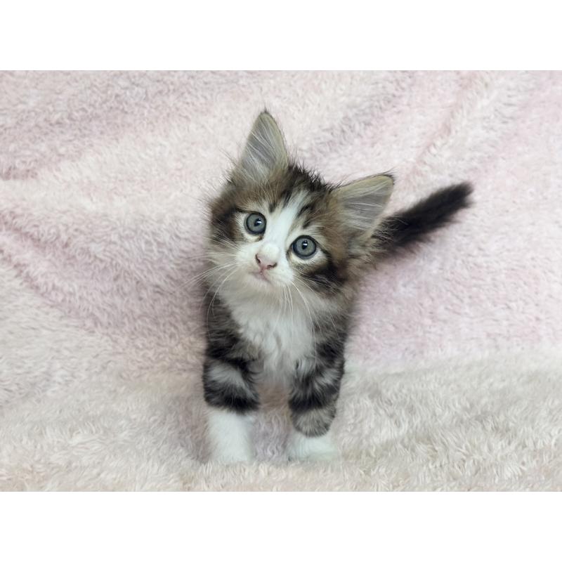 販売中の三重県のサイベリアン-139782の7枚目