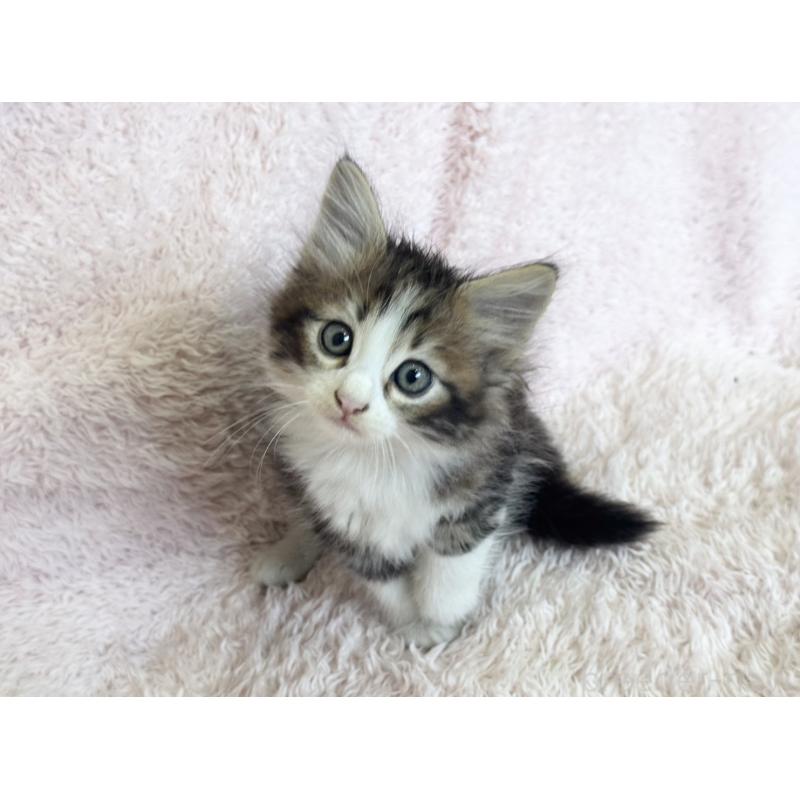 販売中の三重県のサイベリアン-139782の6枚目