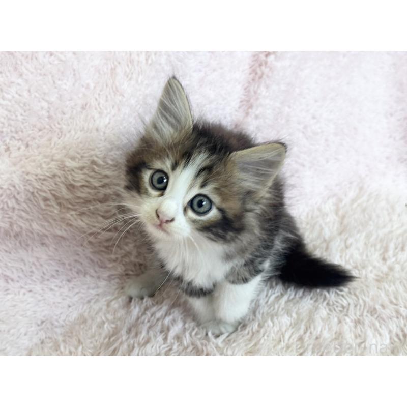 販売中の三重県のサイベリアン-139782の3枚目