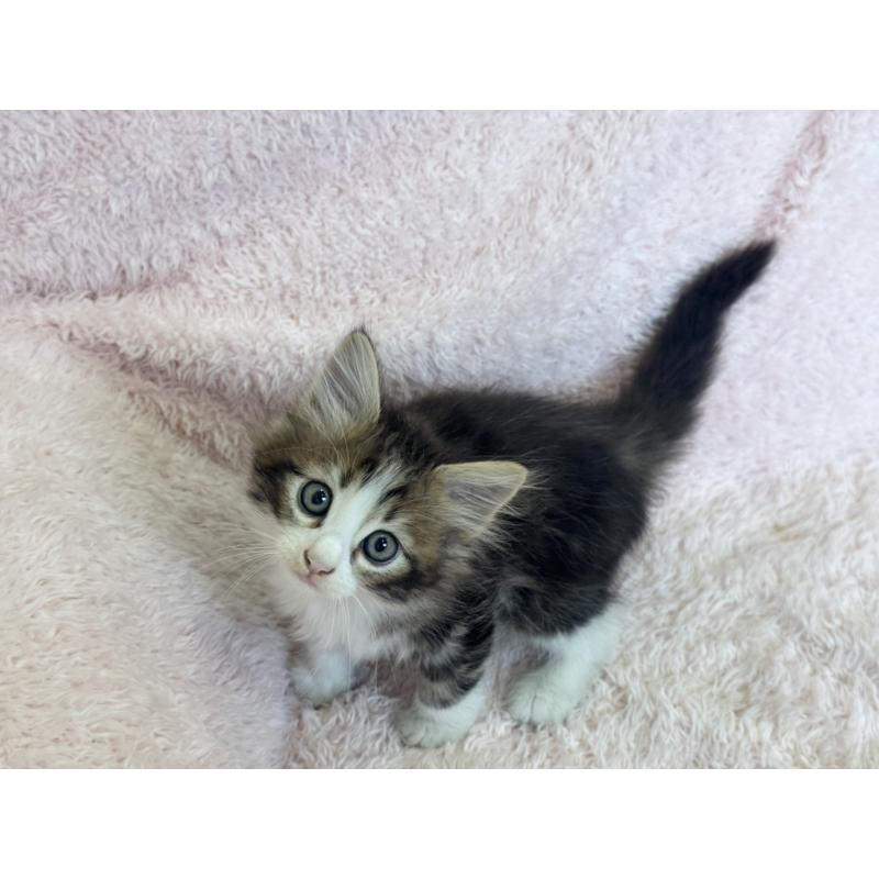 販売中の三重県のサイベリアン-139782の4枚目